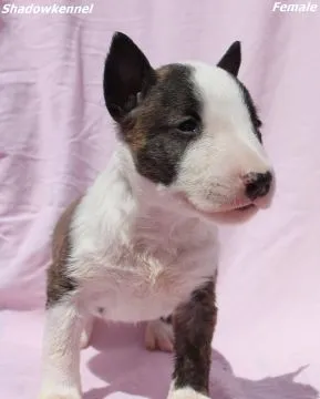 Mini Bull Terrier Piękne zarejestrowane szczenięta na sprzedaż, Mazowieckie, Warszawa