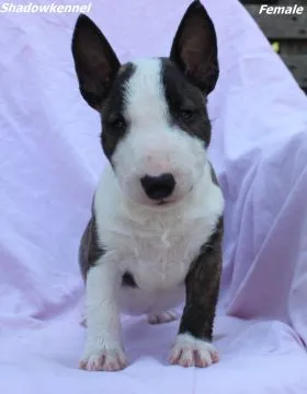 Mini Bull Terrier Piękne zarejestrowane szczenięta na sprzedaż, Mazowieckie, Warszawa