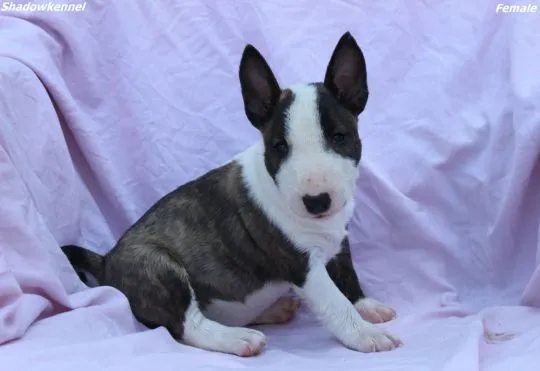 Mini Bull Terrier Piękne zarejestrowane szczenięta na sprzedaż, Mazowieckie, Warszawa