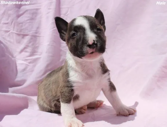 Mini Bull Terrier Piękne zarejestrowane szczenięta na sprzedaż, Mazowieckie, Warszawa