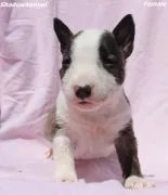 Mini Bull Terrier Piękne zarejestrowane szczenięta na sprzedaż