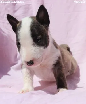 Mini Bull Terrier Piękne zarejestrowane szczenięta na sprzedaż, Mazowieckie, Warszawa