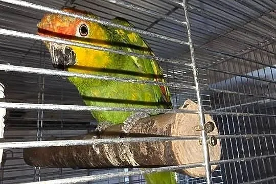 Sprzedam Amazonkę  żółtlica, Ekwadorska