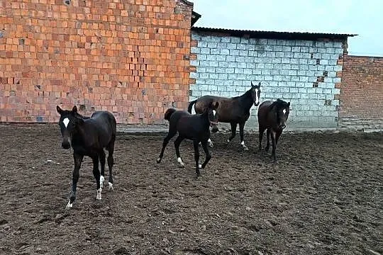Konie wielkopolskie