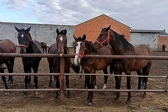 Konie wielkopolskie, Wielkopolskie, Raszków