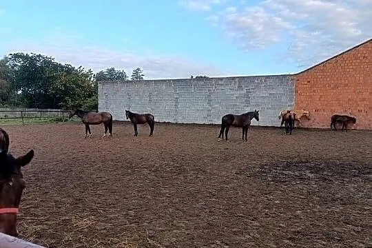 Konie wielkopolskie, Wielkopolskie, Raszków