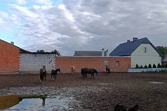 Konie wielkopolskie, Wielkopolskie, Raszków