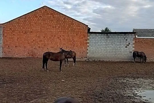 Konie wielkopolskie, Wielkopolskie, Raszków