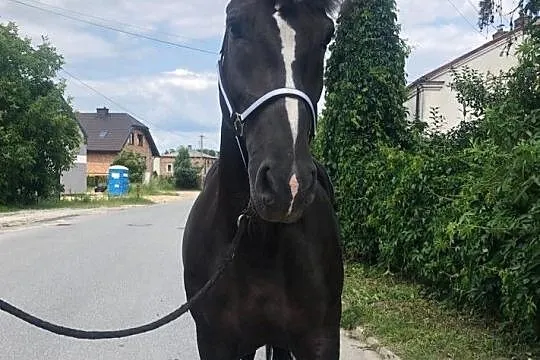 Sprzedam karą klacz, , 