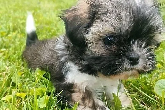 Suczka shih tzu gotowa do zamiany domu, Kujawsko-pomorskie, Łążyn