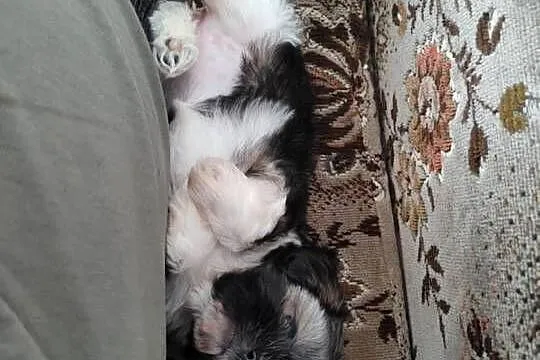 Suczka shih tzu gotowa do zamiany domu, Kujawsko-pomorskie, Łążyn