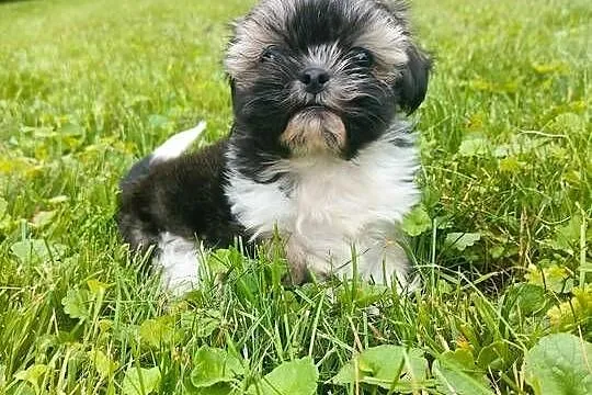 Suczka shih tzu gotowa do zamiany domu, Kujawsko-pomorskie, Łążyn