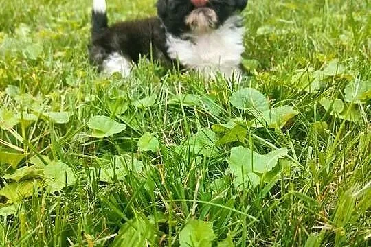 Suczka shih tzu gotowa do zamiany domu, Kujawsko-pomorskie, Łążyn