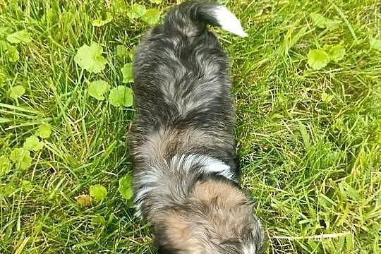 Suczka shih tzu gotowa do zamiany domu, Kujawsko-pomorskie, Łążyn