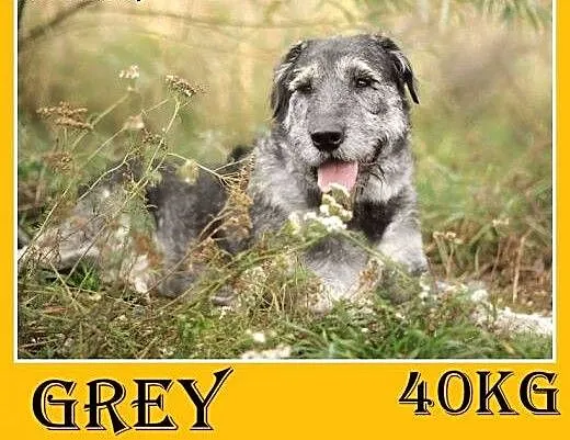 Sznaucer olbrzym mix,40kg,młody,1 rok,odważny,wier
