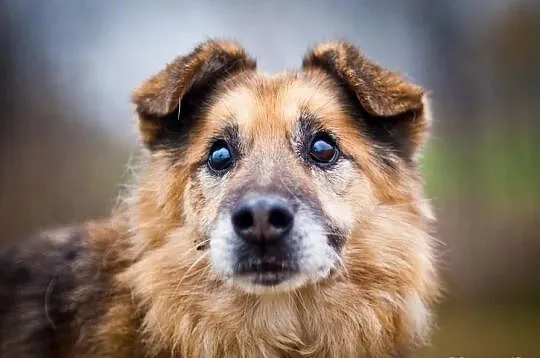 OTOZ Animals - ŁYSEK - Psi seniorzy czekają na cud