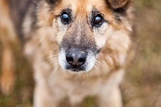 OTOZ Animals - ŁYSEK - Psi seniorzy czekają na cud