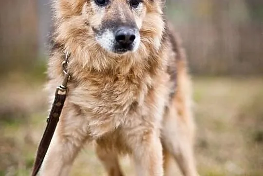OTOZ Animals - ŁYSEK - Psi seniorzy czekają na cud