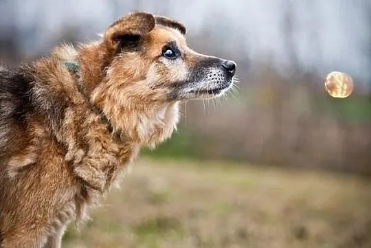 OTOZ Animals - ŁYSEK - Psi seniorzy czekają na cud