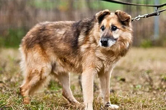 OTOZ Animals - ŁYSEK - Psi seniorzy czekają na cud