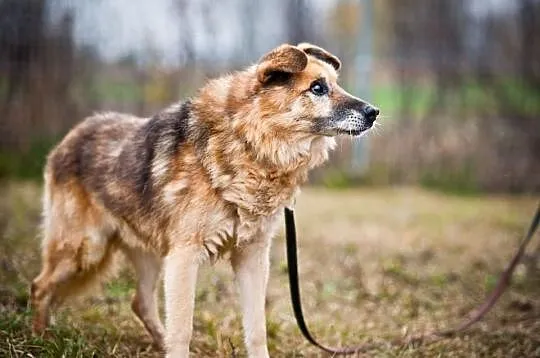 OTOZ Animals - ŁYSEK - Psi seniorzy czekają na cud