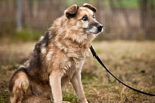 OTOZ Animals - ŁYSEK - Psi seniorzy czekają na cud