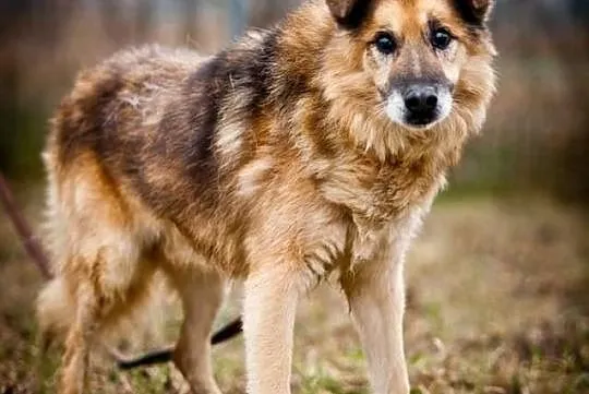 OTOZ Animals - ŁYSEK - Psi seniorzy czekają na cud
