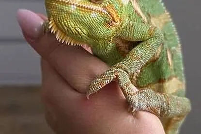 Kameleon jemeński wraz z terarium