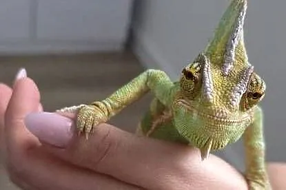 Kameleon jemeński wraz z terarium, Małopolskie, Wieliczka