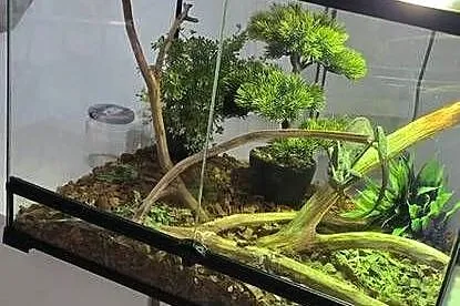 Kameleon jemeński wraz z terarium, Małopolskie, Wieliczka