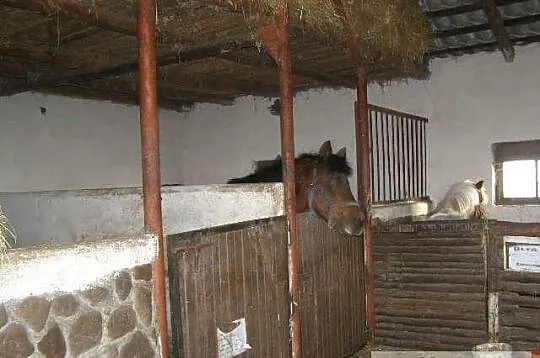 PENSJONAT DLA KONI Hotel dla koni Szamotu?y ko?o P