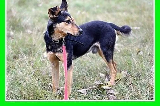 10kg,mały,młody,1 rok,łagodny,wesoły,towarzyski pi