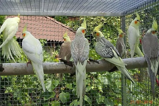 Papugi nimfy - hodowca z Wroclawia (papugi24.pl), Siechnice