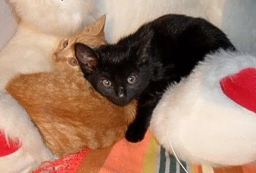 Mort i Moris do adopcji, łódzkie Łódź