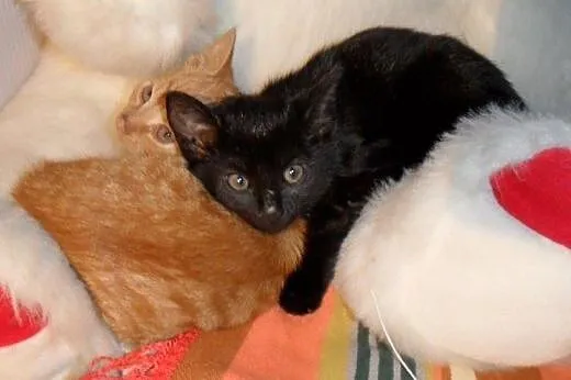Mort i Moris do adopcji,  łódzkie Łódź