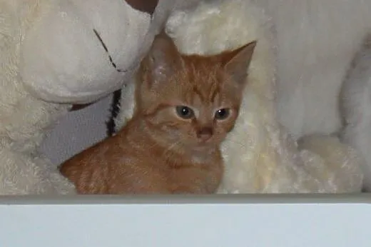 Mort i Moris do adopcji,  łódzkie Łódź