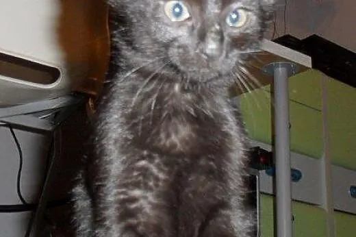 Mort i Moris do adopcji,  łódzkie Łódź
