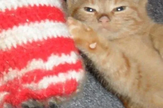 Mort i Moris do adopcji,  łódzkie Łódź