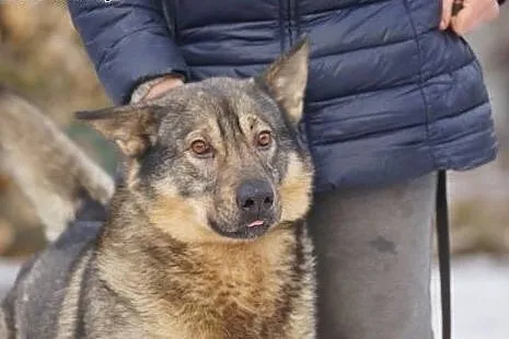 LEJLA mega aktywna i pozytywna do adopcji,  śląski