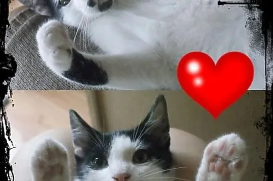 PILNIE! Cudowne kociaki do adopcji.
