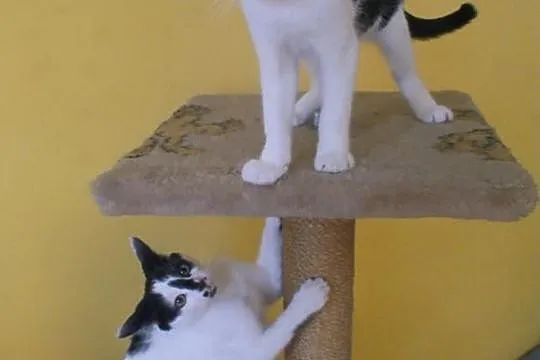PILNIE! Cudowne kociaki do adopcji.