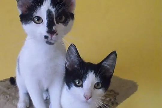 PILNIE! Cudowne kociaki do adopcji.