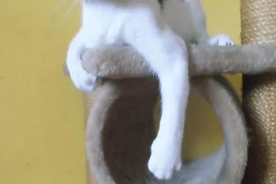 PILNIE! Cudowne kociaki do adopcji.