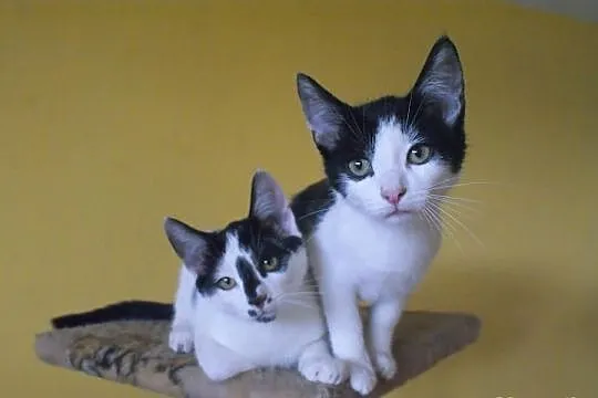 PILNIE! Cudowne kociaki do adopcji.