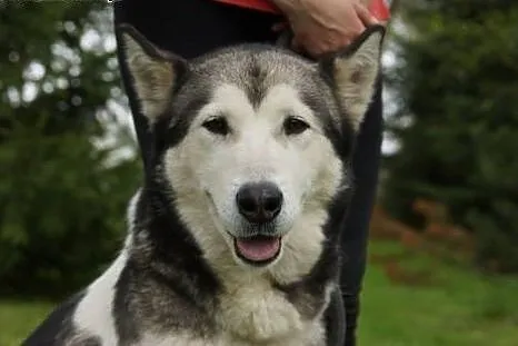 Łagodna Coma, ufna sunia mix HUSKY szuka domu, choćby tymczasowego!,  Kundelki cała Polska