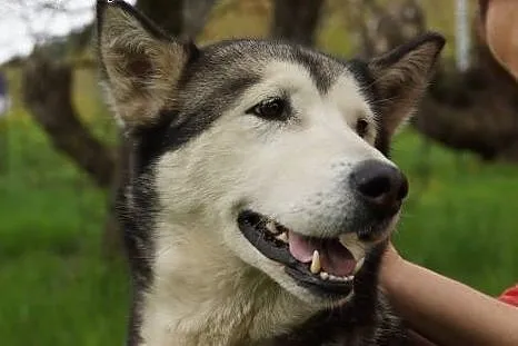 Łagodna Coma, ufna sunia mix HUSKY szuka domu, cho