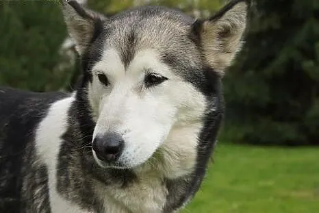 Łagodna Coma, ufna sunia mix HUSKY szuka domu, cho