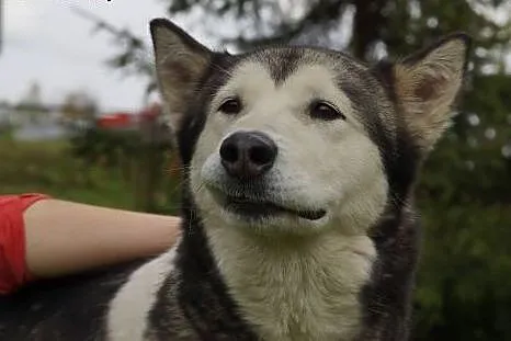 Łagodna Coma, ufna sunia mix HUSKY szuka domu, cho