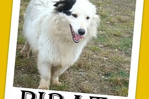 11kg,piesek na krótkich łapkach,towarzyski,przyjaz