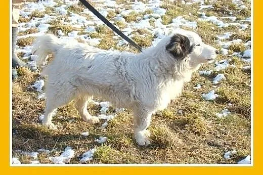 11kg,piesek na krótkich łapkach,towarzyski,przyjaz